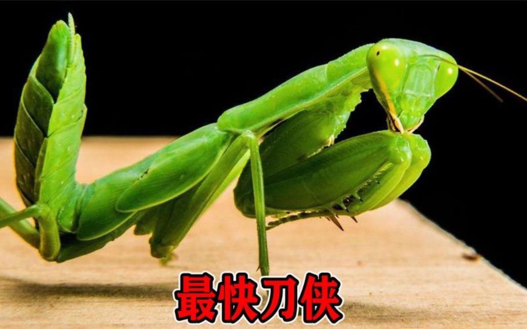 螳螂双手两把刀就问哪个敢胡闹如果还是不听我劝告一招