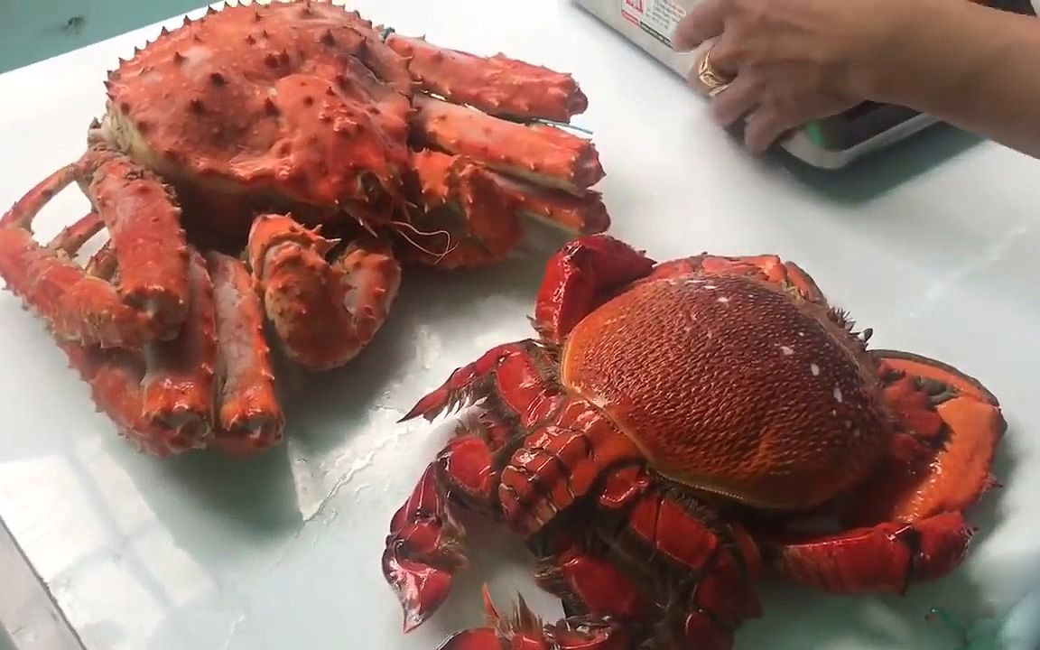 漂亮的大蛙蟹还没煮熟已是诱人的橘红色