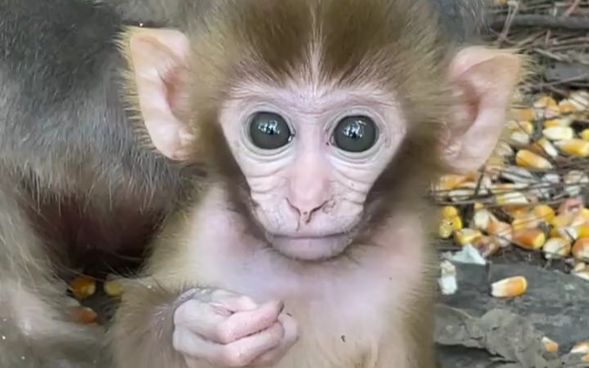 小猴子捂眼睛表情意思图片