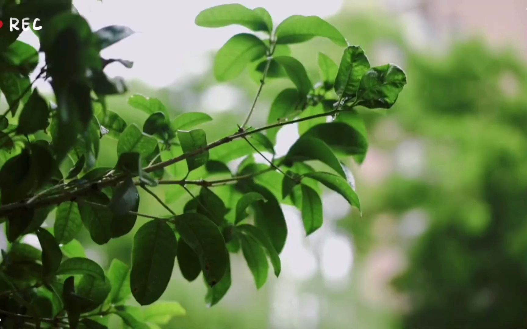 [图]初夏的雨后，绿色清风拂面而来，满满的治愈感