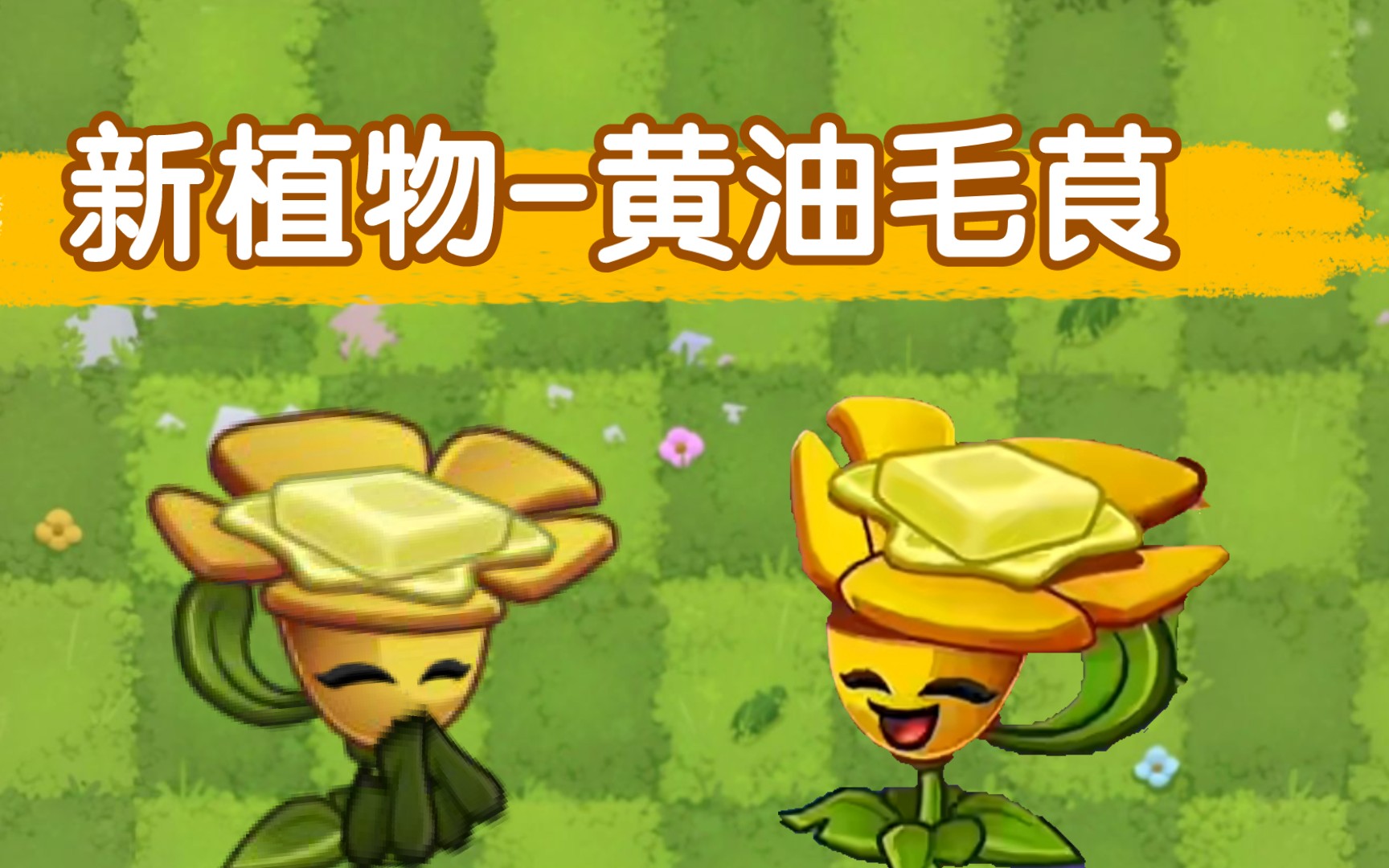 周年庆新植物黄油毛茛的可爱瞬间