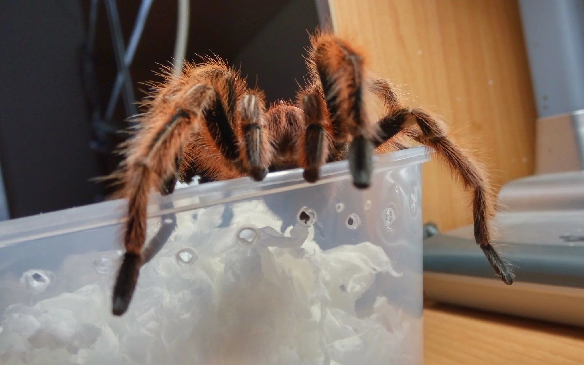 蜘蛛体型大小和基本新手指导(有点乱不要在意细节.