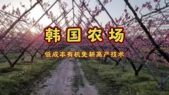 Download Video: 韩国有机农场低成本免耕技术，采用Y型种植，大幅度提高产量