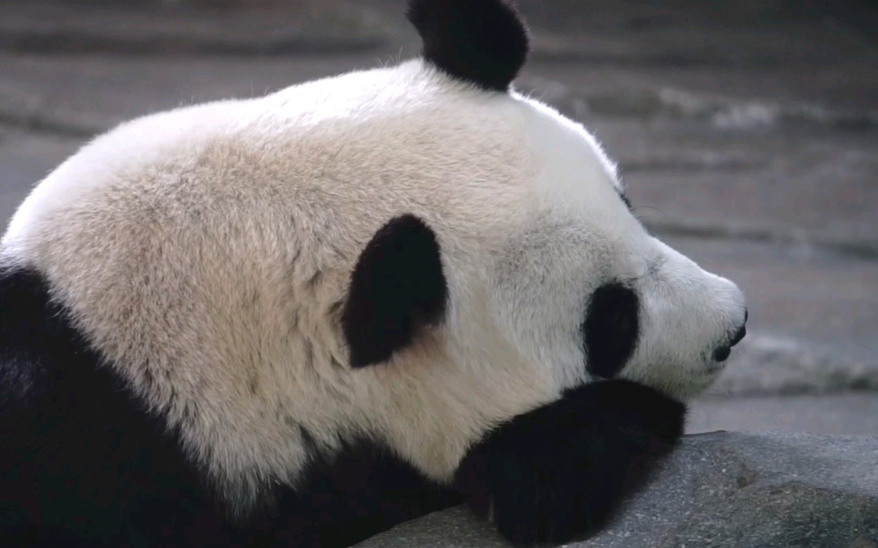 大熊猫竹韵看似在睡觉实际耳朵一动一动在观察