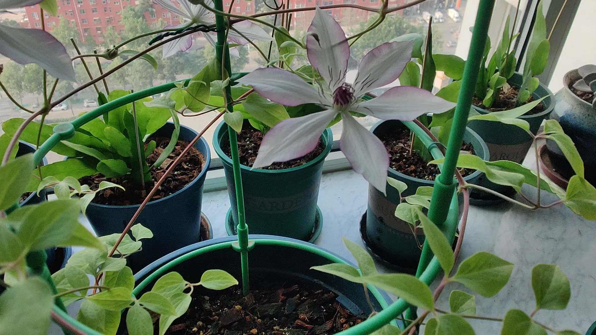 确定这颗铁线莲是大河吗?