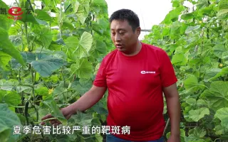 瓜农们掌握这个种植技巧，黄瓜增产