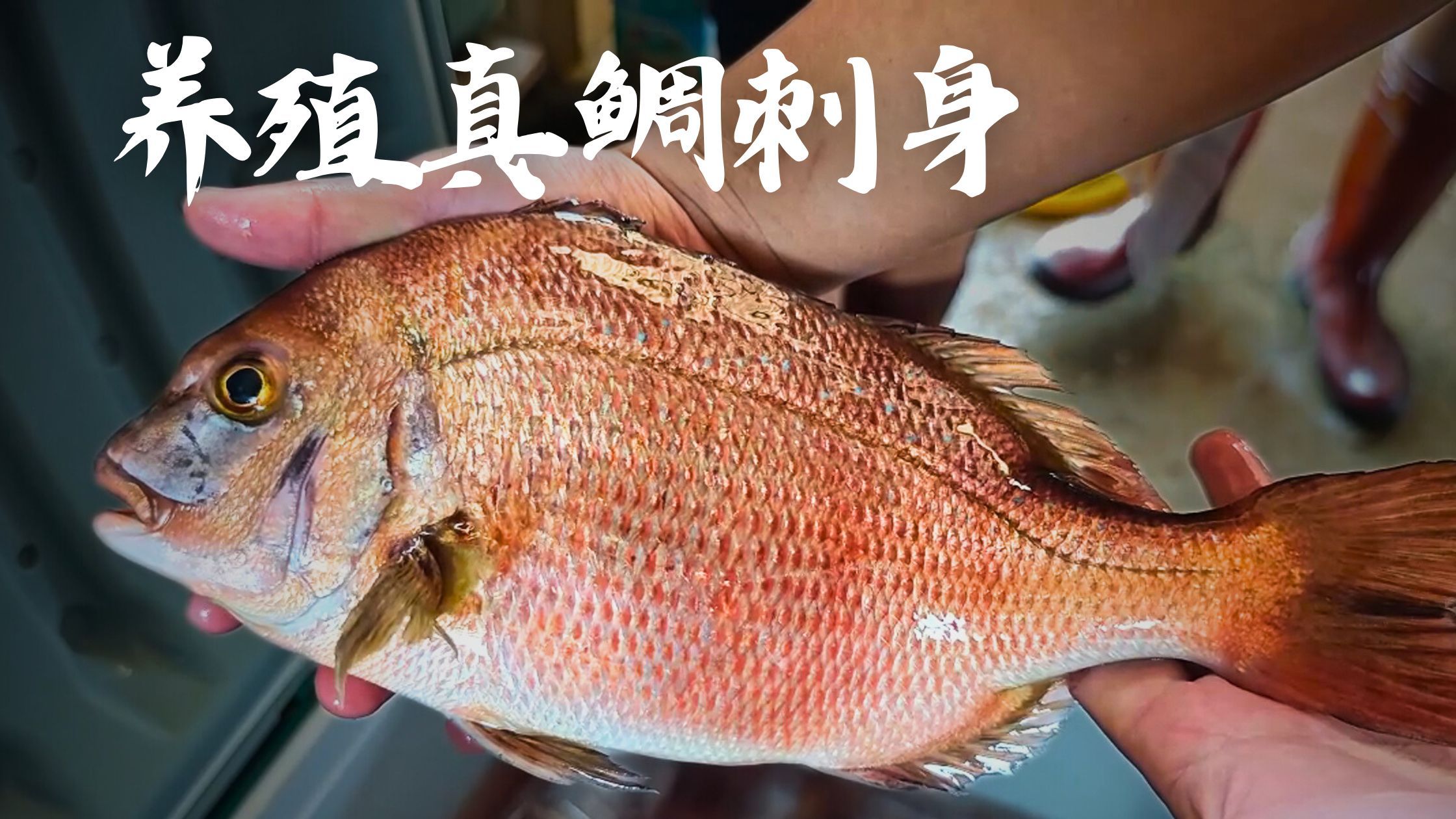 活缔养殖真鲷做熟成刺身-在家做生鱼片-在家做生鱼片-哔哩哔哩视频