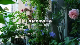 下载视频: 北阳台花园 | 6平米的小美好