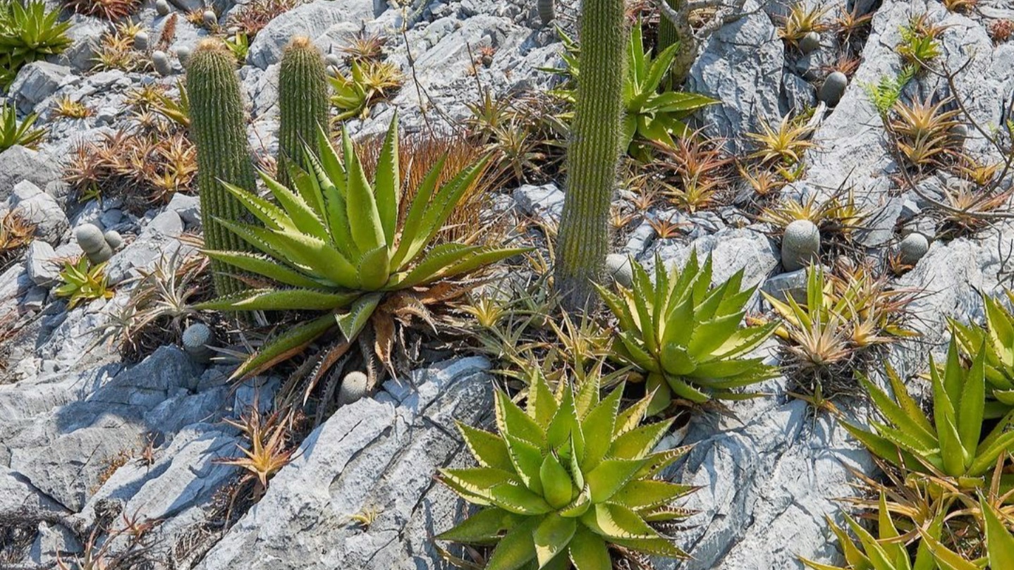 原来龙舌兰在原产地生长在岩石上,涨姿势啦#多肉植物#龙舌兰#原产地