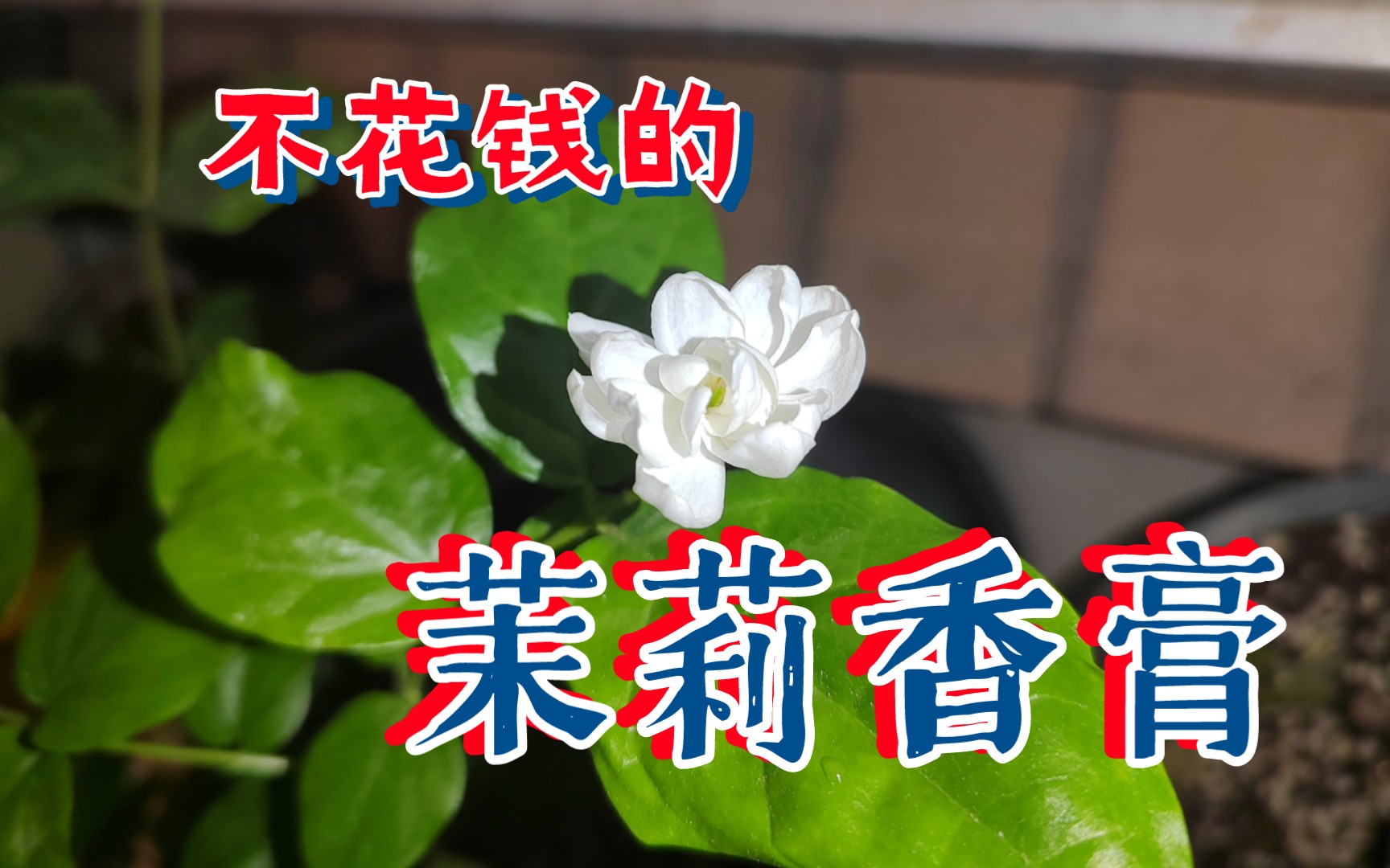 [图]我想留住茉莉的香味，但不花钱