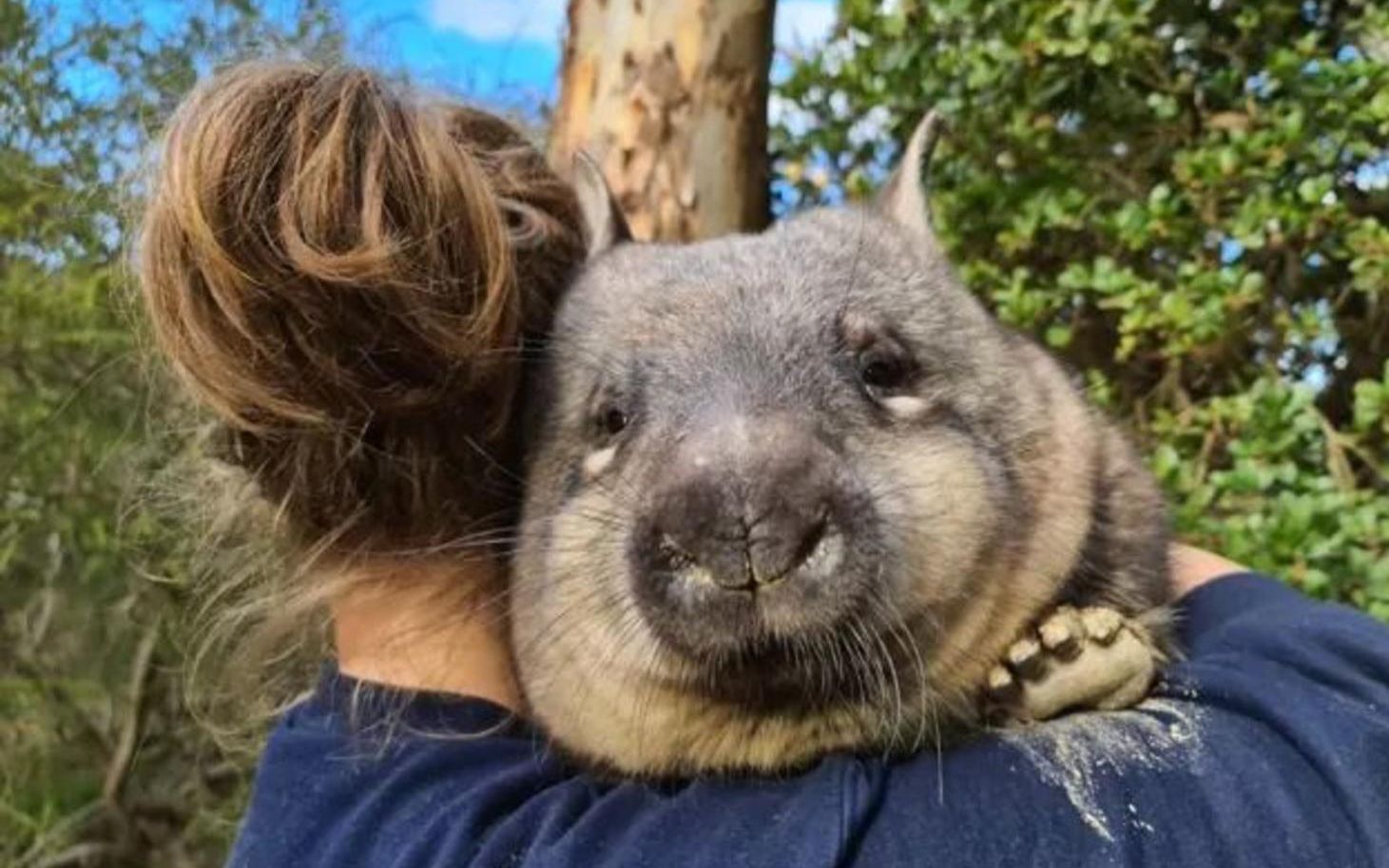 科学家刚刚发现的新物种袋猪2