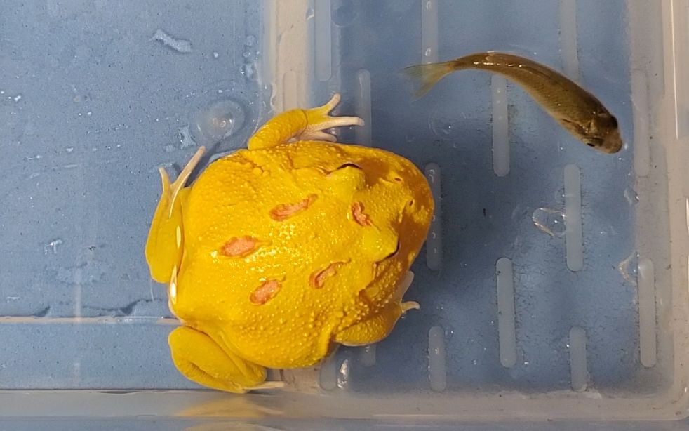 2020/5/24 皮卡丘黄金角蛙捕食小鱼,刚到家不开食的角蛙也可以用这个