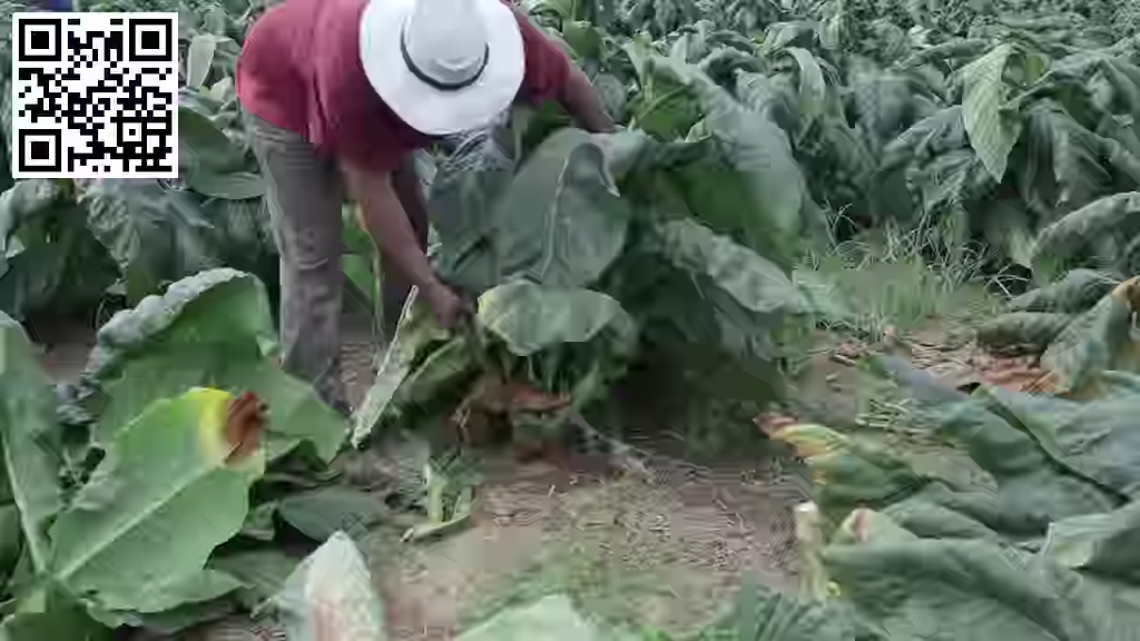 [图]肯塔基草的种植