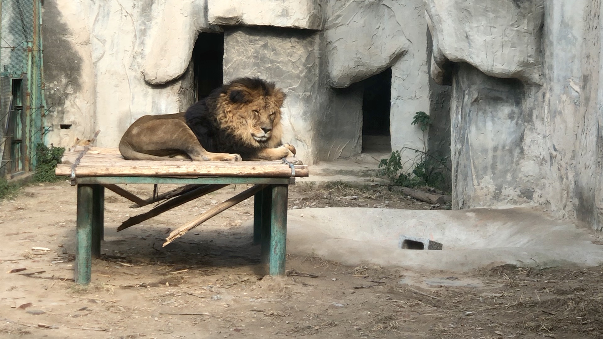 大西子狮王辛巴