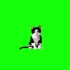 绿屏抠像视频素材猫咪