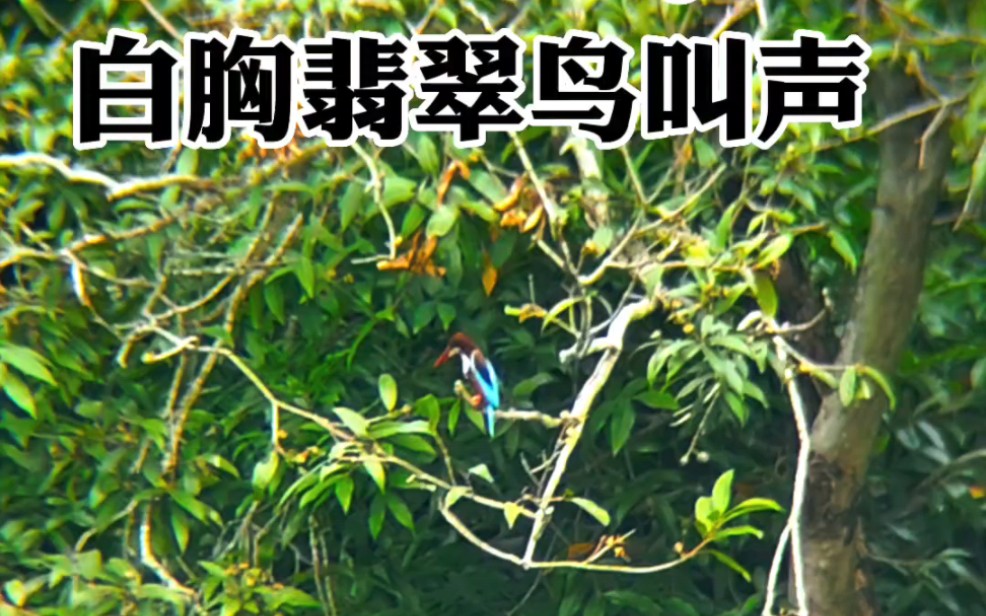 白胸翡翠鸟叫声 太吵了