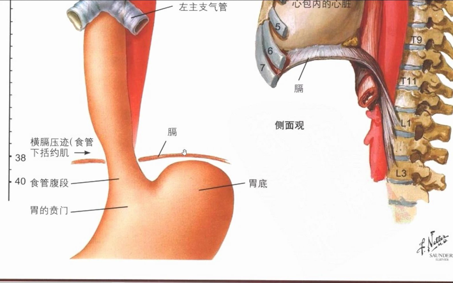 【解剖】食管的三个狭窄哔哩哔哩bilibili