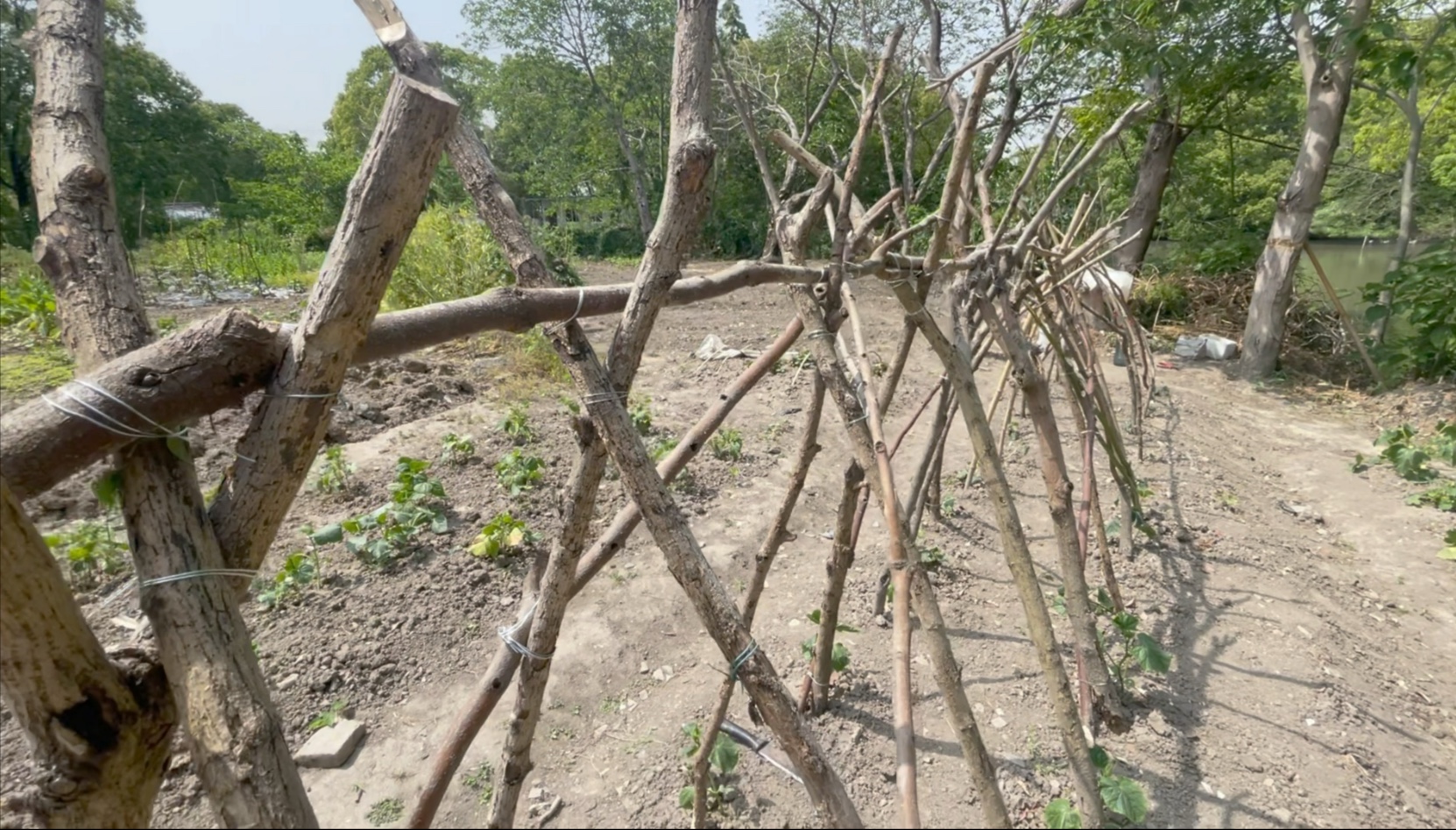 搭第二批黄瓜架子啦