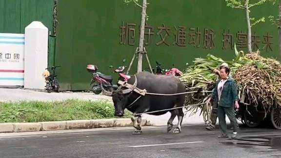 [图]玉米秸秆不能进村，院子以外不能堆放柴火新农村新面貌。