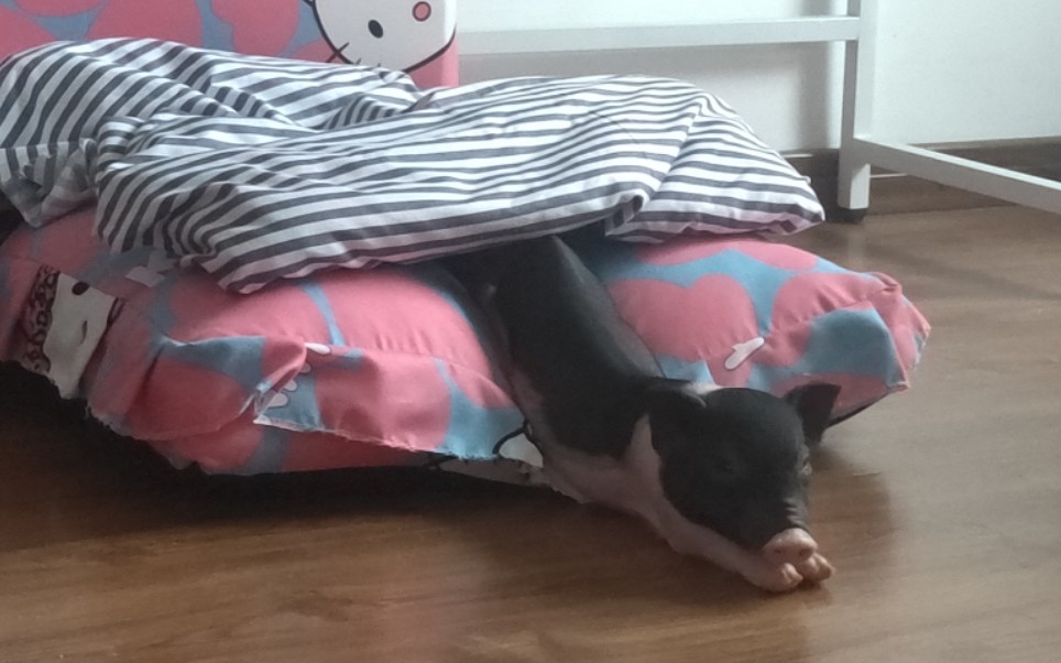 【小香猪】捕捉到净坛乖乖上床睡觉的几个瞬间