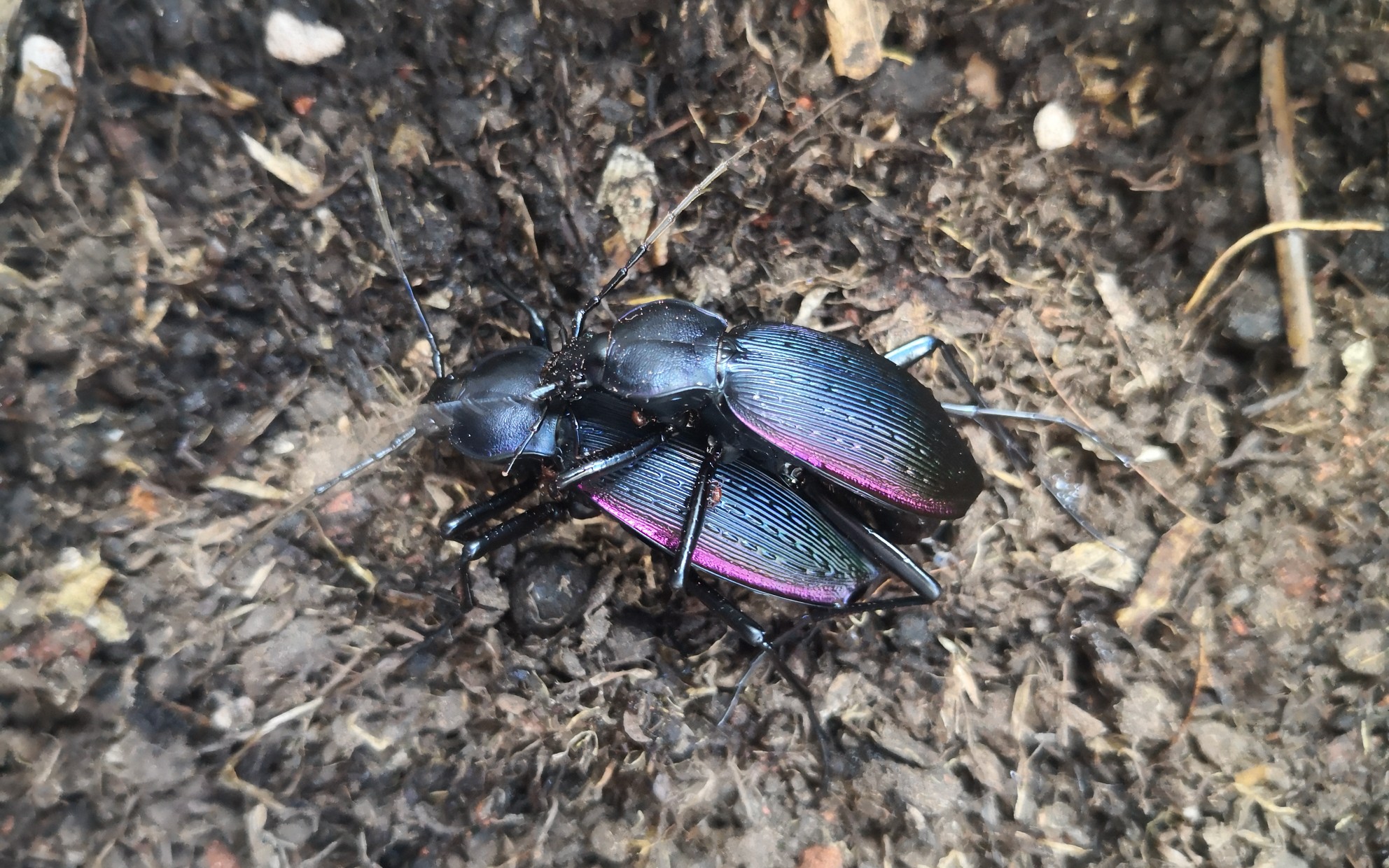 【奇步甲】步甲界泰迪 奇步甲交配记录