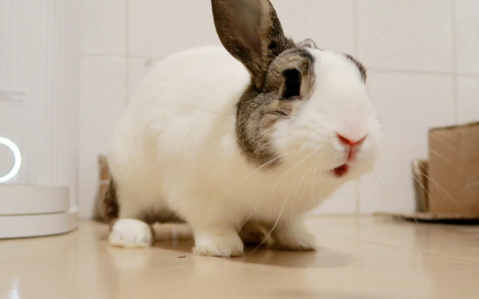 【大胖白兔子】被我吓得耳朵立不起来的红眼睛兔兔,我知道我是个坏人