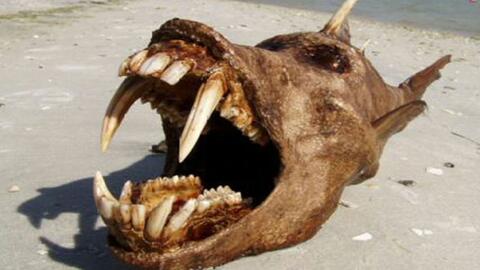 7个世界最古怪的生物!这种恐怖动物真实存在!