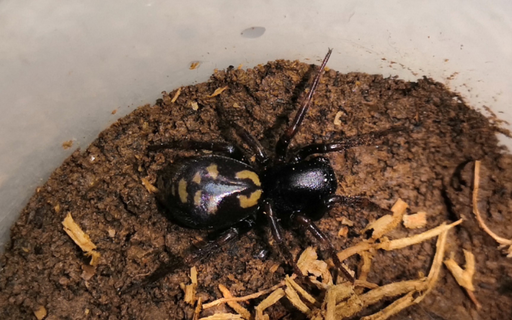 拟平腹-马利蛛猎杀白蚁_哔哩哔哩 (゜-゜)つロ 干杯~-bilibili