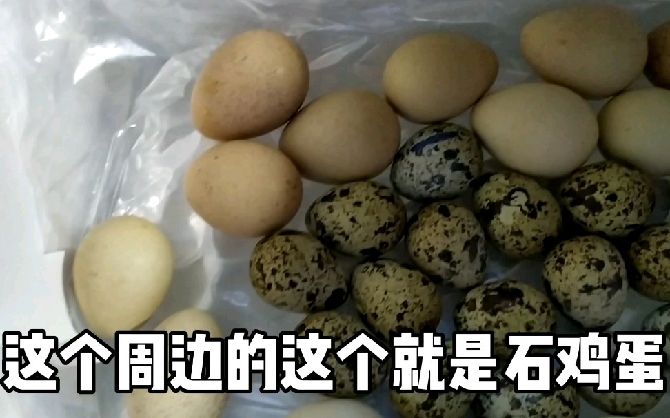 花了35块钱网购了20枚石鸡蛋,大家觉得贵不贵呢?_哔哩哔哩_bilibili