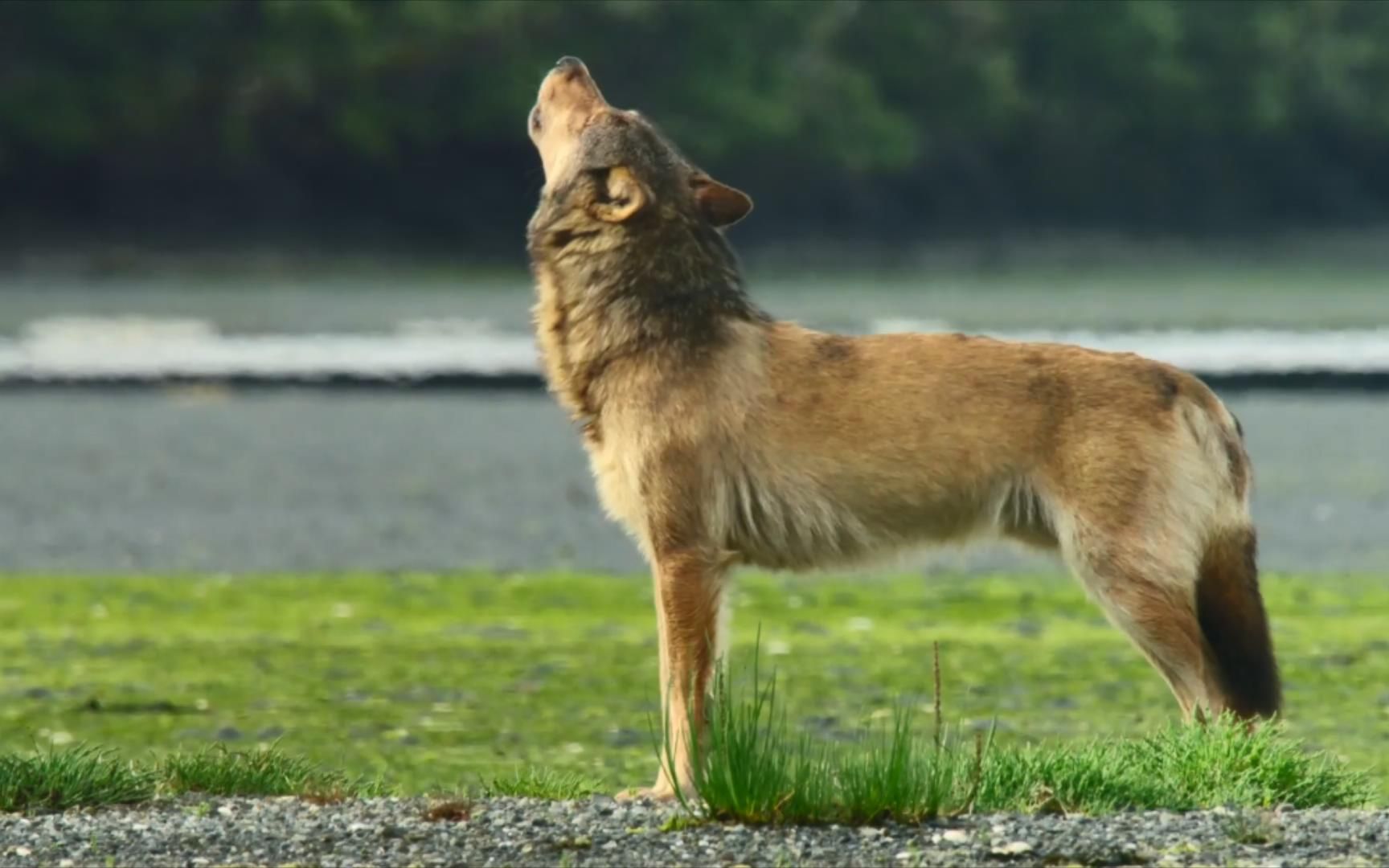 海狼(中):海边捡到大鲸鱼