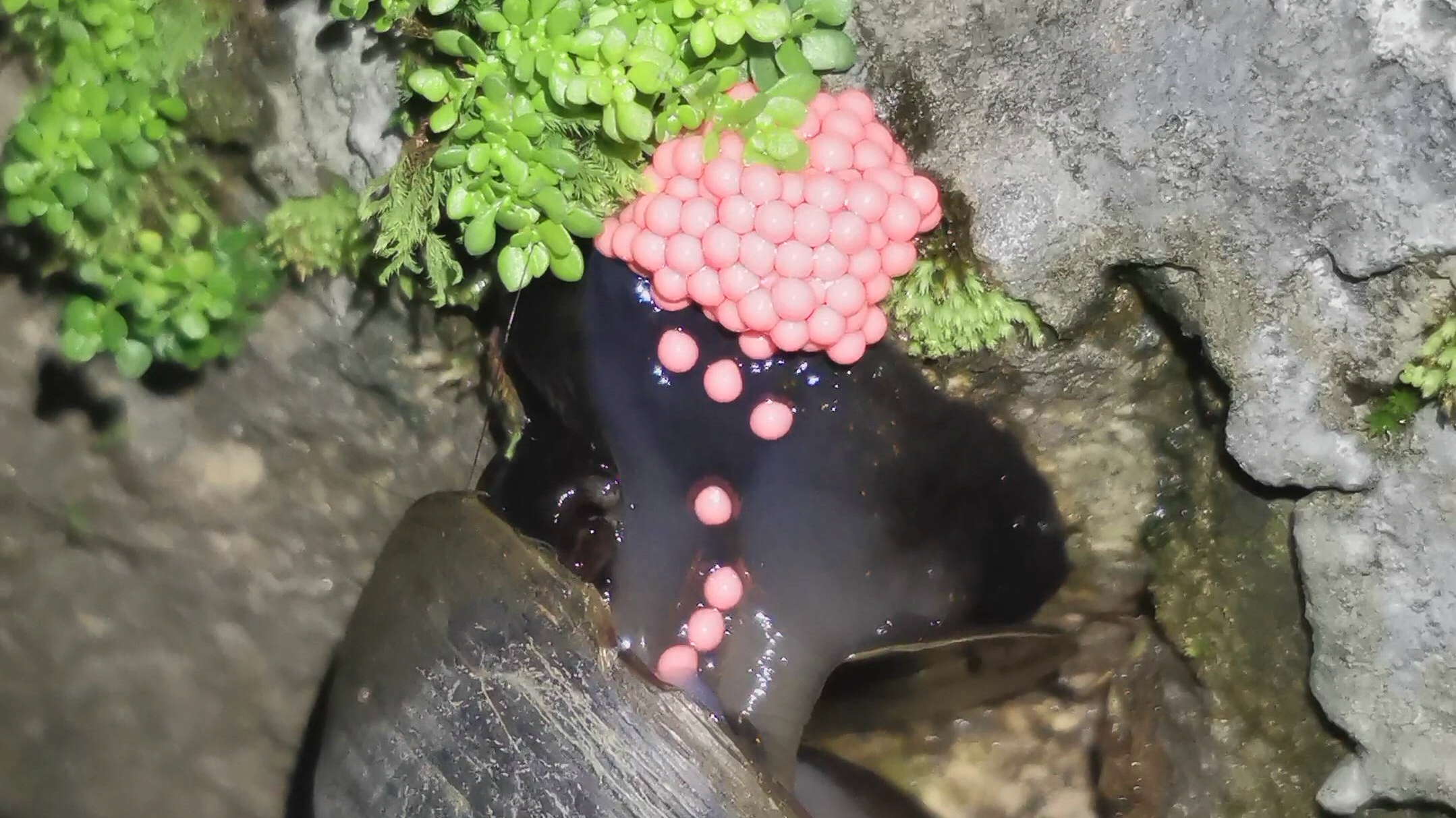 福寿螺是如何产卵的_哔哩哔哩_bilibili