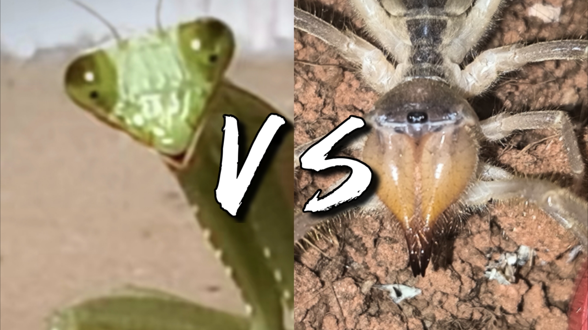 【昆虫军vs奇虫军】长背斧螳vs里海避日蛛