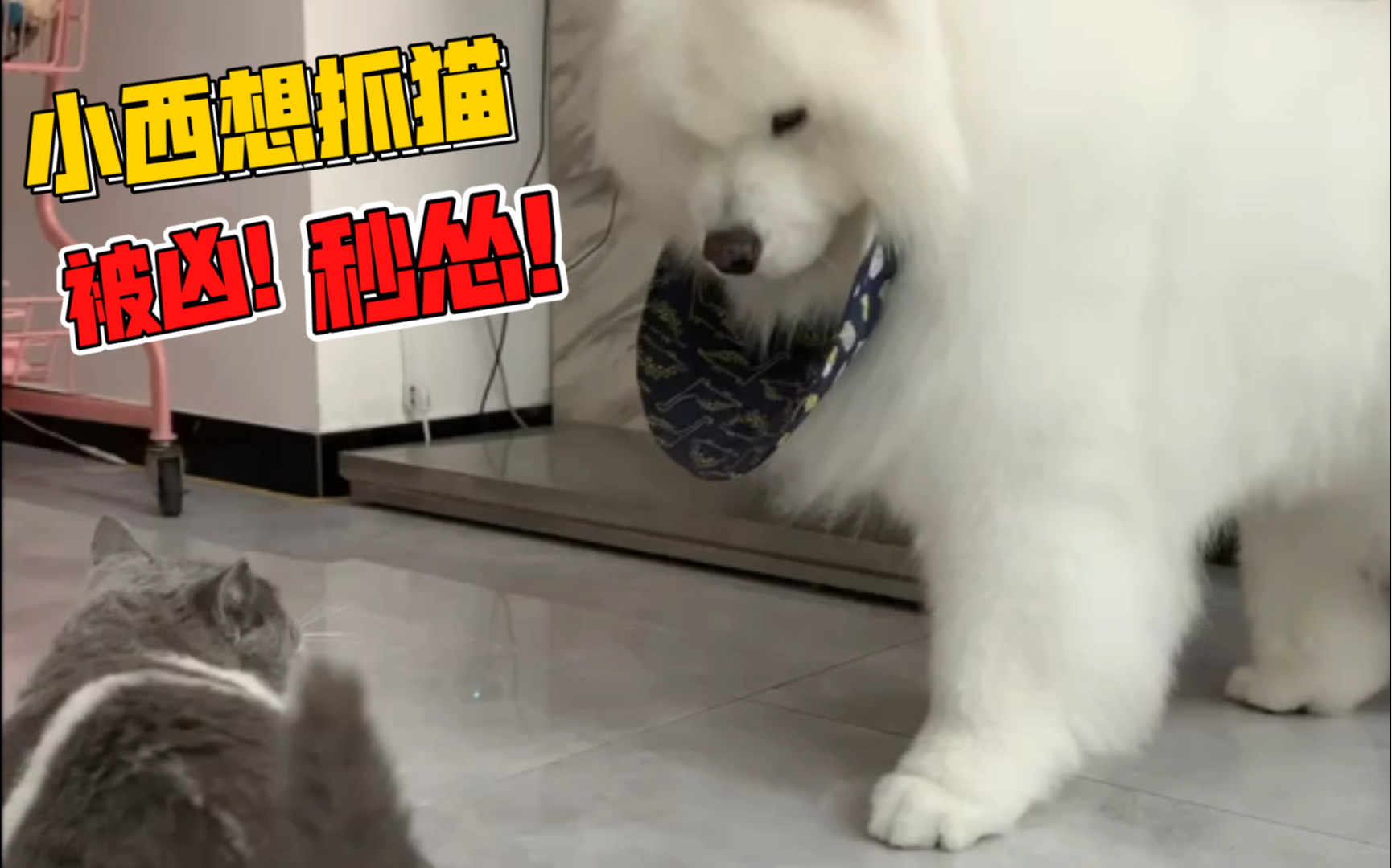 当萨摩耶小西看见猫~想抓又怕猫被打!哔哩哔哩bilibili