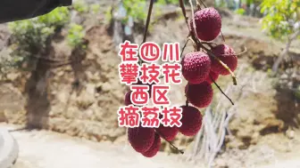 Tải video: 在四川攀枝花西区摘荔枝