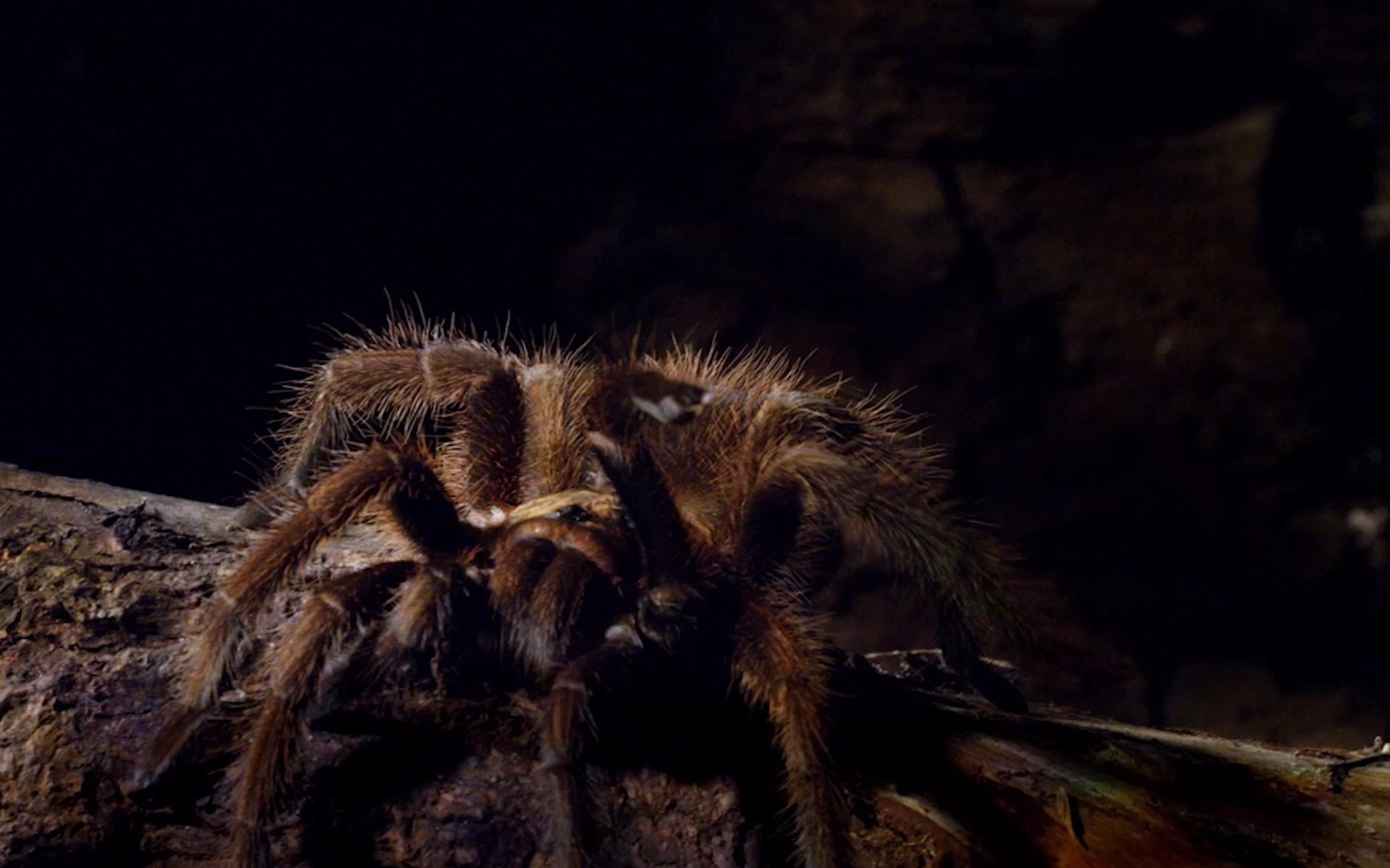 红玫瑰狼蛛—交配_哔哩哔哩_bilibili