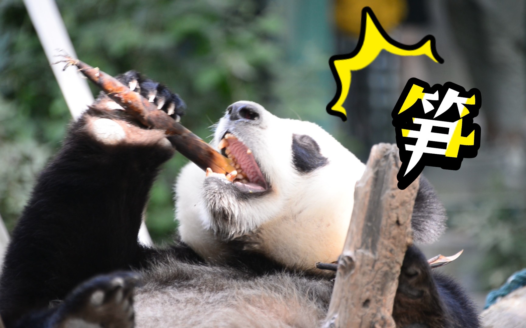 【94】熊猫点外卖—笋到家了 ‖ 小熊猫 ‖ 猫鼬