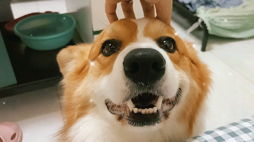 手抓狗头_哔哩哔哩_bilibili