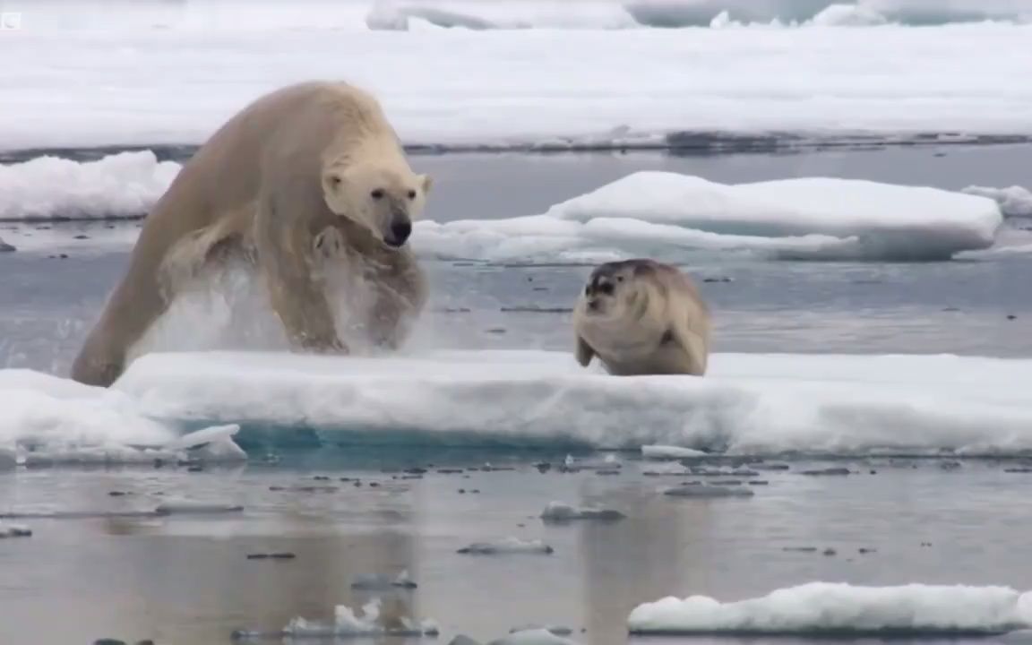北极熊捕猎髯海豹失败和成功的两个片段