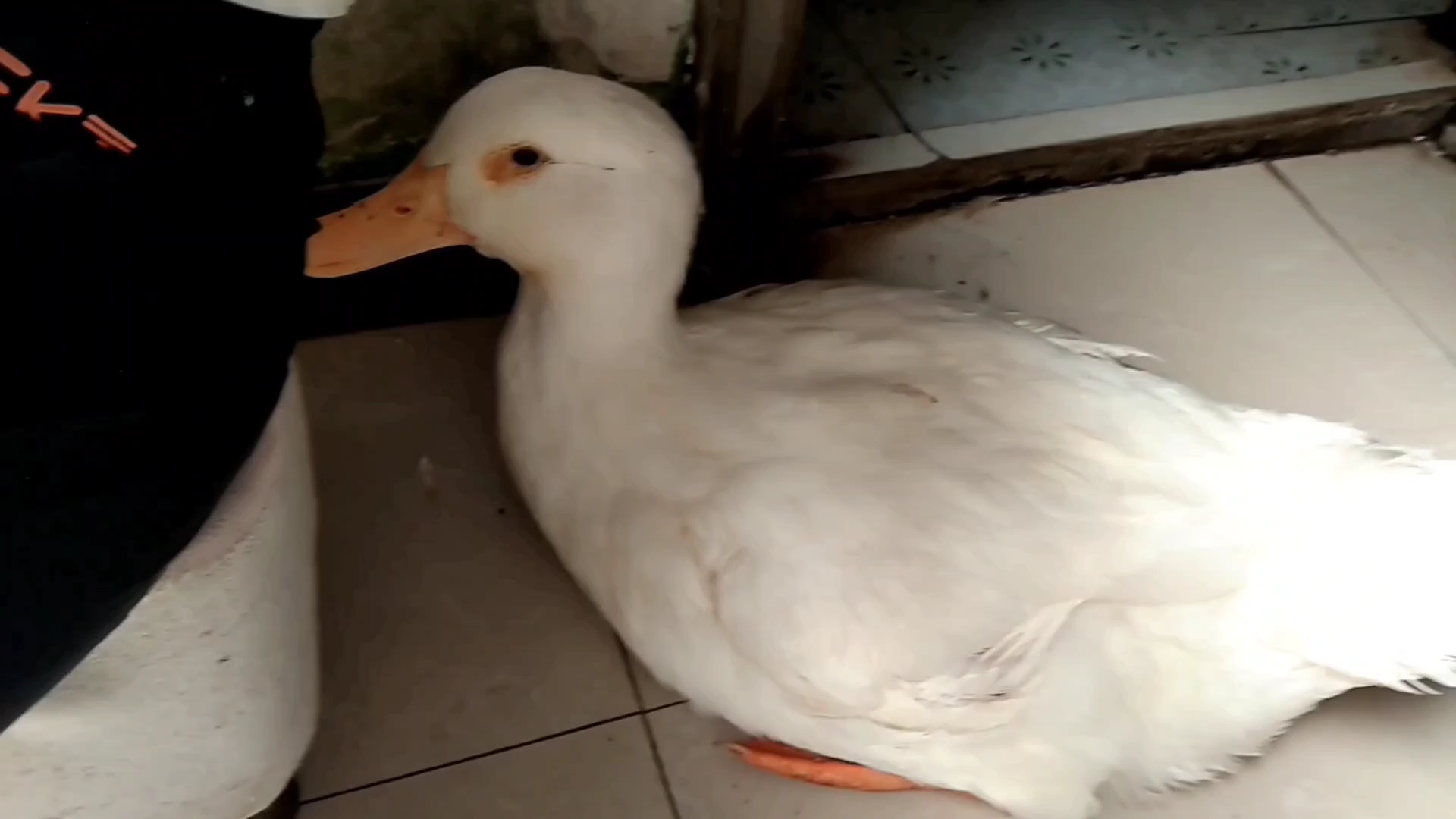 鹅鸭不像,难道是豚?