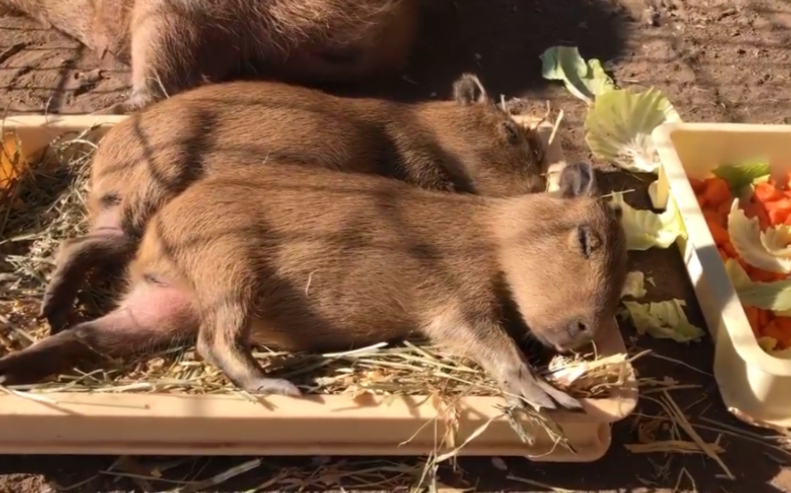 『遁入豚门』豚豚吃 豚豚睡 豚豚悠闲地晒太阳