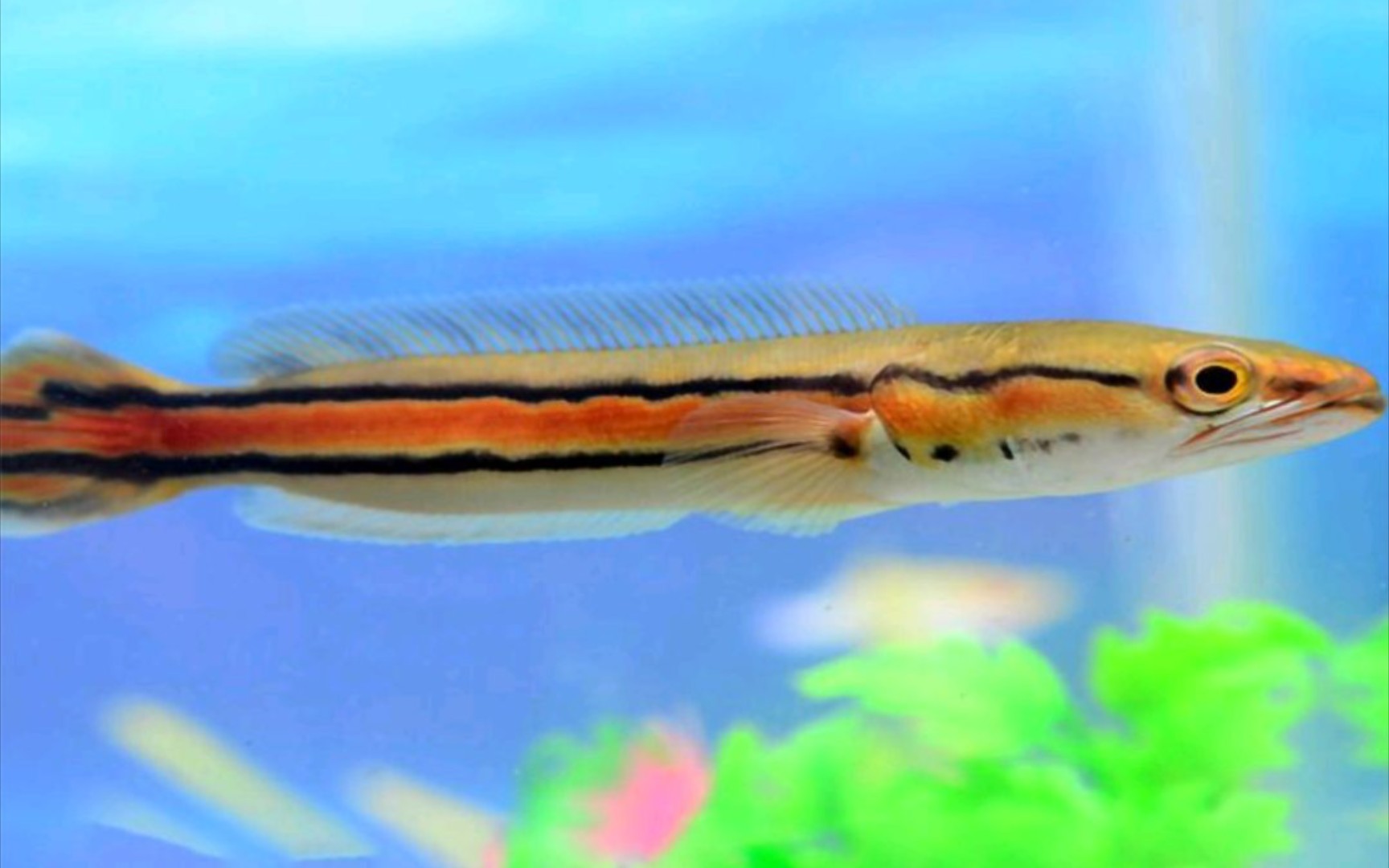 铅笔雷龙到家第一天,状态不错!