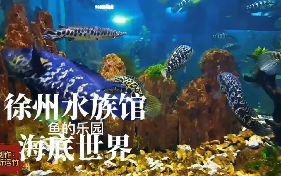 徐州水族馆,海底世界 ,鱼的乐园,太漂亮啦.哔哩哔哩bilibili