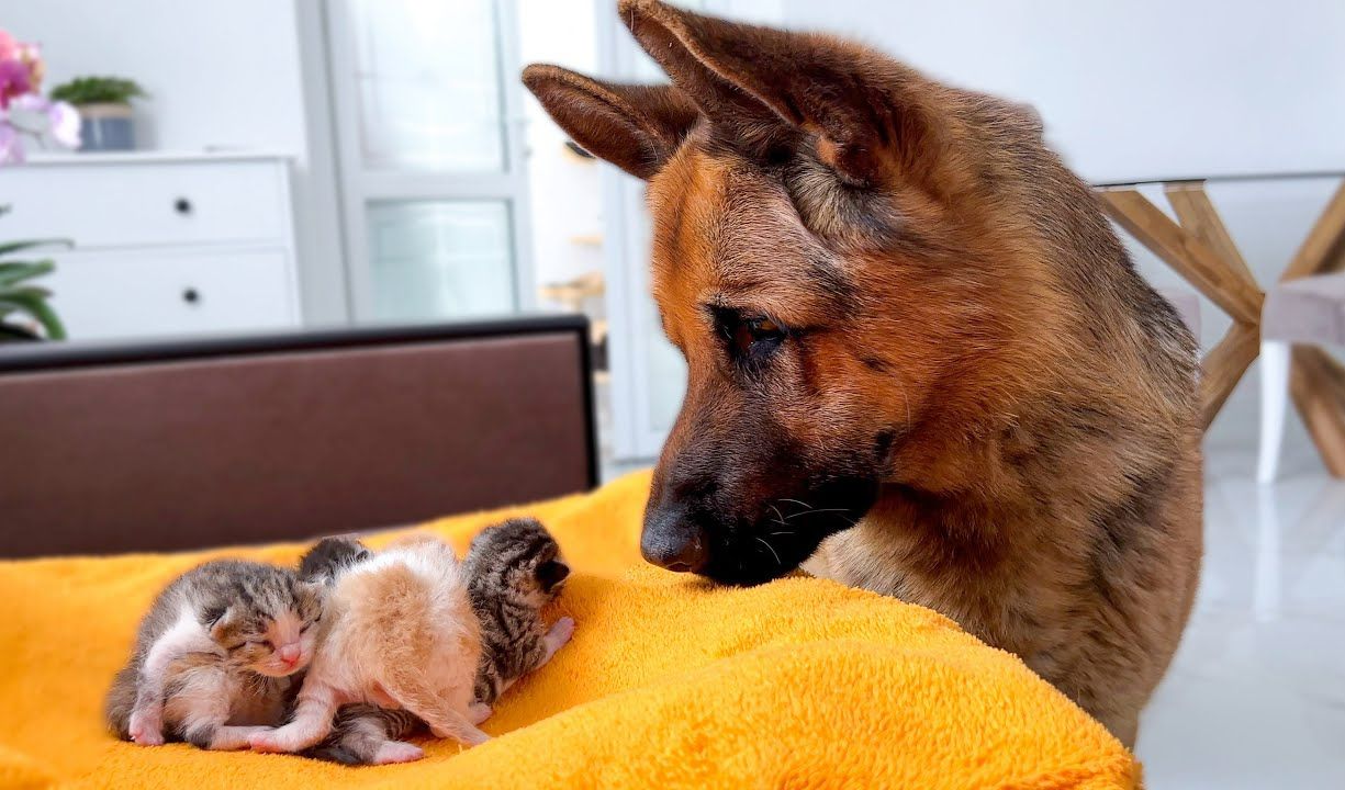 德牧殚精竭虑照顾它的猫主子们