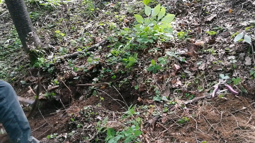 [图]长白山上很少遇到油沙土，但只要人参长在这种地方，品相会很好