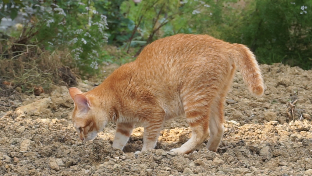 猫咪埋屎图片