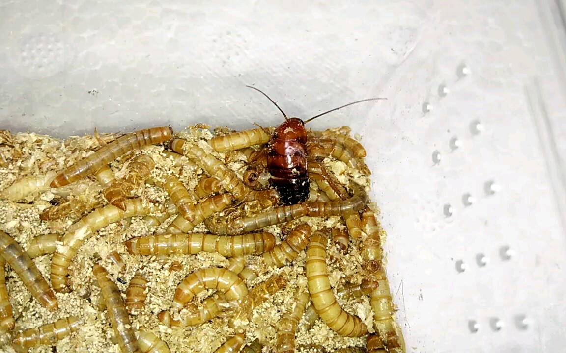 把一只受了伤的樱桃蟑螂放进面包虫饲养盒中会发生什么