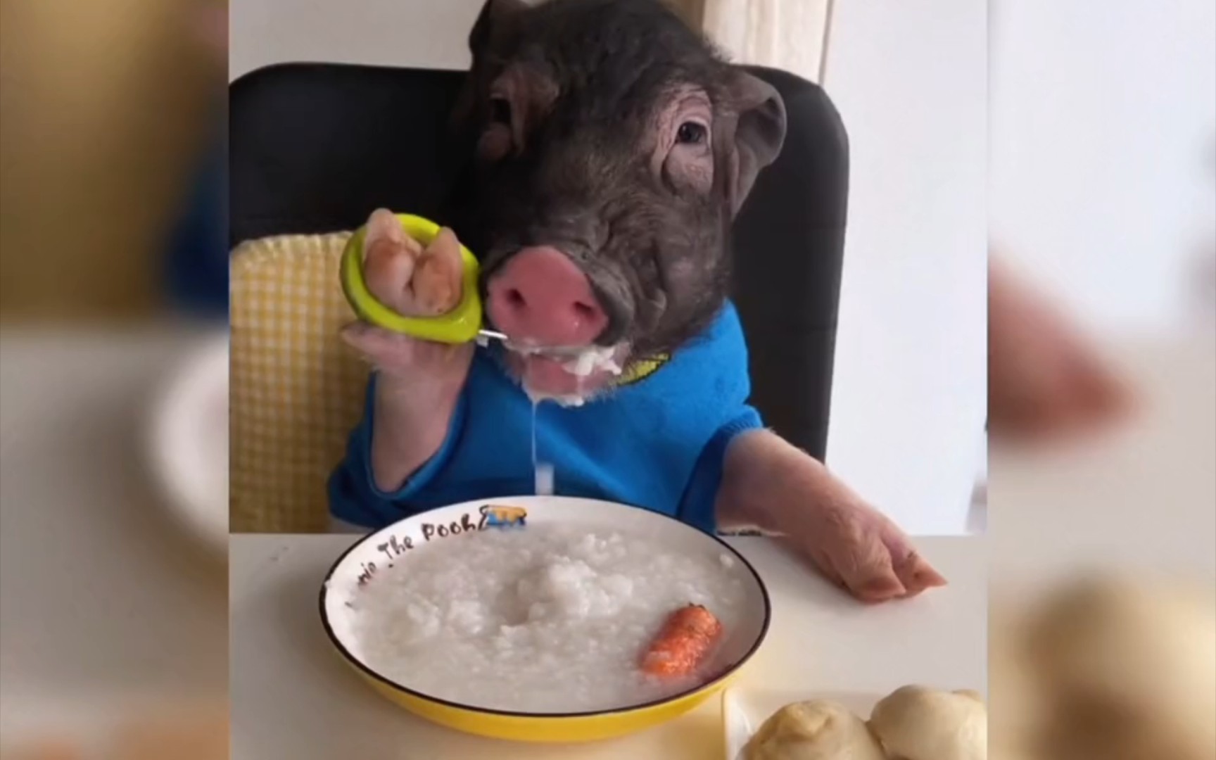 盘点动物干饭的搞笑时刻!