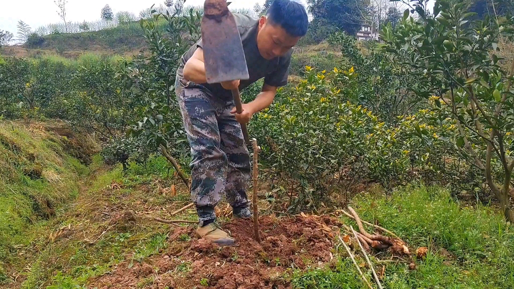 种植车厘子的季节又到了,小沈准备在柑橘园套种车厘子了哔哩哔哩bilibili