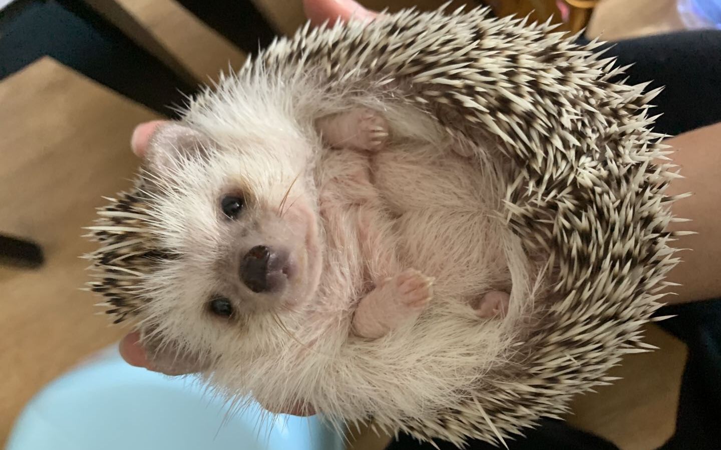 活动作品超治愈白雪球刺猬妮妮向你滚来可以看n遍