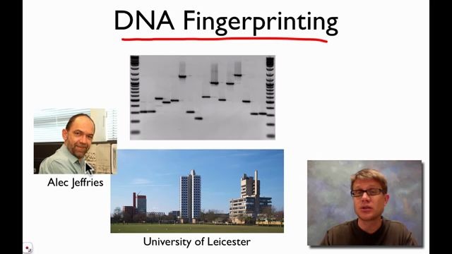 [图]DNA fingerprinting and DNA profiling